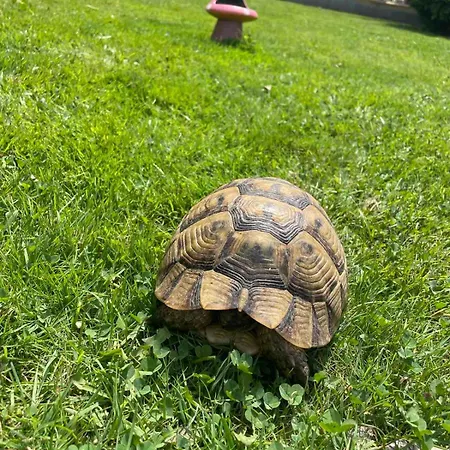 アパート Gallery A *